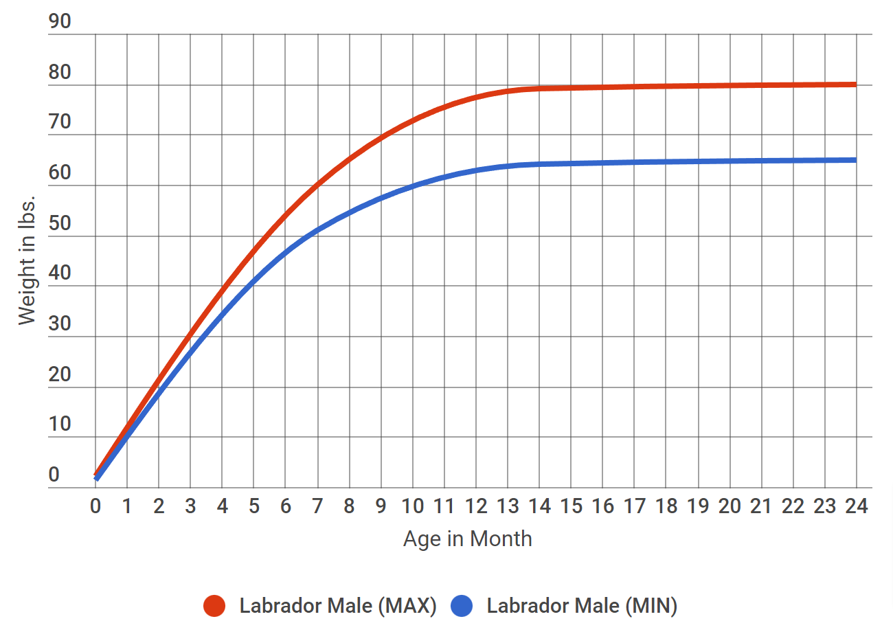 labrador growth rate chart